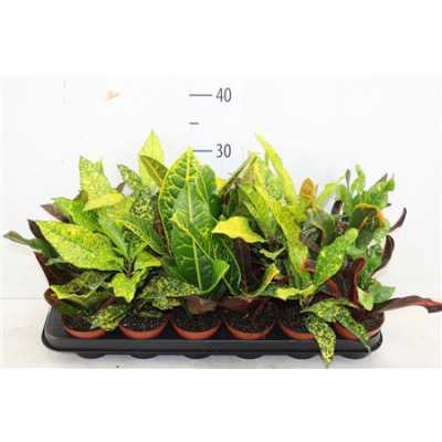 КОДИУМ Codiaeum Gemengd D13 H35 X10