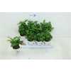 КОФЕ Arrangement Coffea In Koff D8 H20 X12