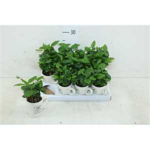 КОФЕ Arrangement Coffea In Koff D8 H20 X12