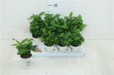 КОФЕ Arrangement Coffea In Koff D8 H20 X12
