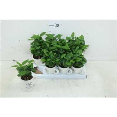 КОФЕ Arrangement Coffea In Koff D8 H20 X12