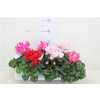ЦИЛКАМЕН МИКС Cyclamen Super Macro Gemen D13 H30 X6