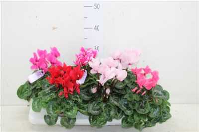 ЦИЛКАМЕН МИКС Cyclamen Super Macro Gemen D13 H30 X6