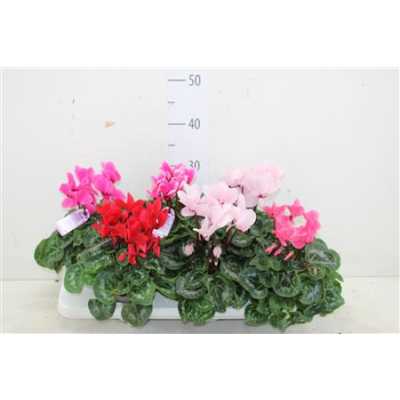 ЦИЛКАМЕН МИКС Cyclamen Super Macro Gemen D13 H30 X6