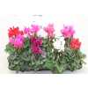 ЦИЛКАМЕН МИКС Cyclamen Super Macro Gemen D510 H23 X8
