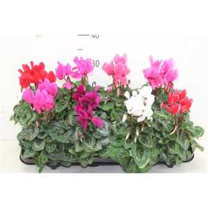 ЦИЛКАМЕН МИКС Cyclamen Super Macro Gemen D510 H23 X8