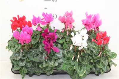 ЦИЛКАМЕН МИКС Cyclamen Super Macro Gemen D510 H23 X8