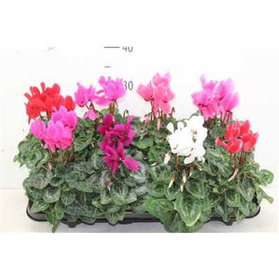 ЦИЛКАМЕН МИКС Cyclamen Super Macro Gemen D510 H23 X8