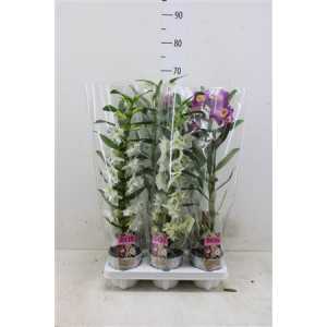 Dendrobium Nobilee Mix 1T D12 H50 X10