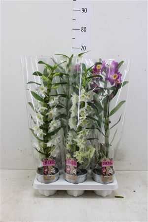Dendrobium Nobilee Mix 1T D12 H50 X10