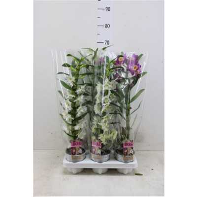 Dendrobium Nobilee Mix 1T D12 H50 X10