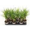 ДРАЦЕНА МАРГИНАТА Dracaena Marginata 1 Stam D11 H45 X12