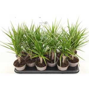 ДРАЦЕНА МАРГИНАТА Dracaena Marginata 1 Stam D11 H45 X12