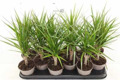ДРАЦЕНА МАРГИНАТА Dracaena Marginata 1 Stam D11 H45 X12