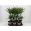 ДРАЦЕНА Dracaena Gemengd 30-10 D17 H75 X6