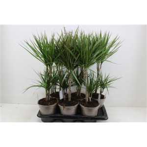 ДРАЦЕНА Dracaena Gemengd 30-10 D17 H75 X6