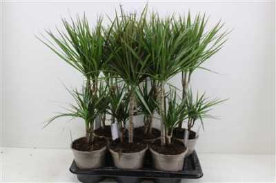 ДРАЦЕНА Dracaena Gemengd 30-10 D17 H75 X6