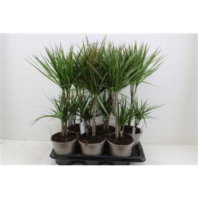 ДРАЦЕНА Dracaena Gemengd 30-10 D17 H75 X6