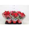 ЭУФОРБИЯ ЗВЕЗДА КРАСНАЯ Euphorbia P Chr Feelings R D13 H35 X6	