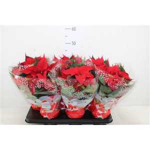 ЭУФОРБИЯ ЗВЕЗДА КРАСНАЯ Euphorbia P Chr Feelings R D13 H35 X6	