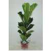 ФИКУС ЛУРАТА Ficus Lyrata 1pp D21 H90 X1