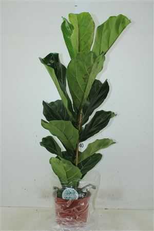 ФИКУС ЛУРАТА Ficus Lyrata 1pp D21 H90 X1