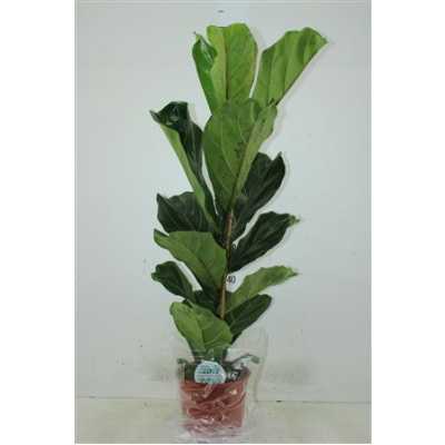 ФИКУС ЛУРАТА Ficus Lyrata 1pp D21 H90 X1