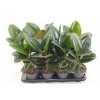 ФИКУС РОБУСТА Ficus Robusta D12 H30 X10	