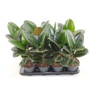ФИКУС РОБУСТА Ficus Robusta D12 H30 X10	