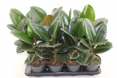 ФИКУС РОБУСТА Ficus Robusta D12 H30 X10	