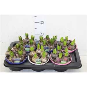 ГИАЦИНТ Hyacinthus Gemengd 5pp In D16 H14 X7