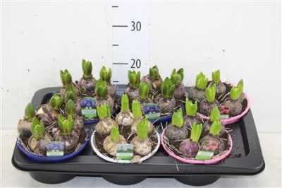 ГИАЦИНТ Hyacinthus Gemengd 5pp In D16 H14 X7