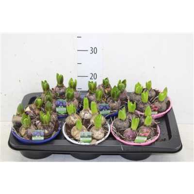 ГИАЦИНТ Hyacinthus Gemengd 5pp In D16 H14 X7