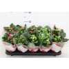 КАЛАНДИВА Kalanchoe Calandiva Mix D12 H27 X10