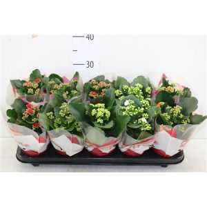 КАЛАНДИВА Kalanchoe Calandiva Mix D12 H27 X10