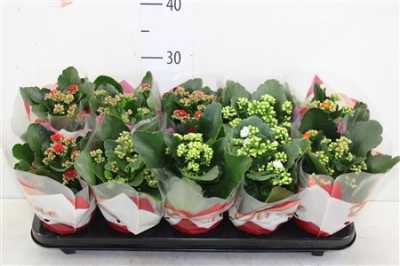 КАЛАНДИВА Kalanchoe Calandiva Mix D12 H27 X10
