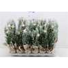 Кипарис Arr Cham La Ellwoodii Snee D11 H35 X8