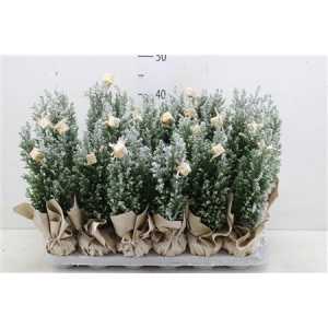 Кипарис Arr Cham La Ellwoodii Snee D11 H35 X8