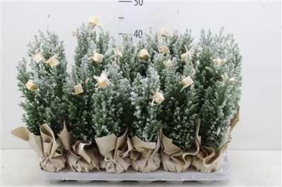 Кипарис Arr Cham La Ellwoodii Snee D11 H35 X8