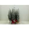 Кипарис Arr Cham La Ellwoodii Snee D13 H53 X6