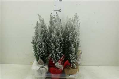 Кипарис Arr Cham La Ellwoodii Snee D13 H53 X6