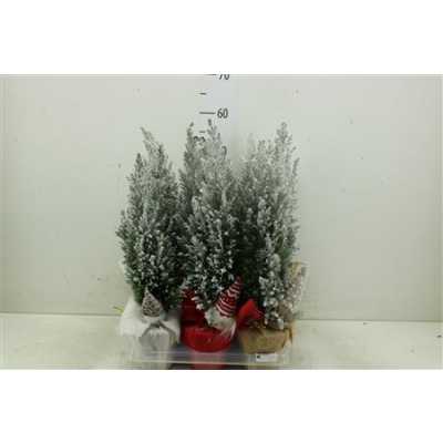Кипарис Arr Cham La Ellwoodii Snee D13 H53 X6