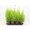 Кипарис Cupressus Wilma D14 H60 X7