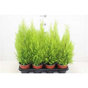Кипарис Cupressus Wilma D14 H60 X7