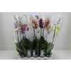 Phal Gemengd 1 Tak 9+ Ex D12 H 75 X10