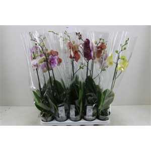 Phal Gemengd 1 Tak 9+ Ex D12 H 75 X10