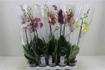 Phal Gemengd 1 Tak 9+ Ex D12 H 75 X10