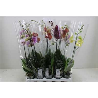 Phal Gemengd 1 Tak 9+ Ex D12 H 75 X10