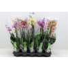 Phal Gemengd 2 Tak 18+ D12 H75 X10