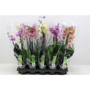 Phal Gemengd 2 Tak 18+ D12 H75 X10